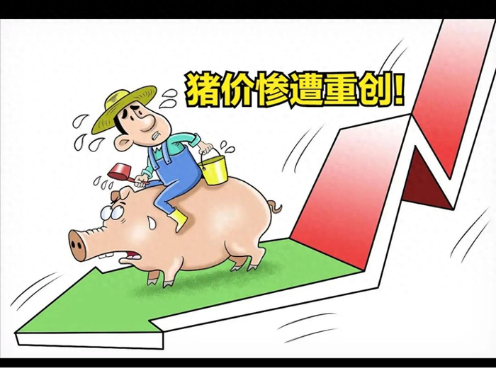 大盘大跌猪价连跌！别只盯着肉价，这个数据才是后市风向标